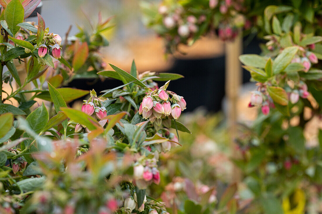 Vaccinium corymbosum 'Sunshine Blue'