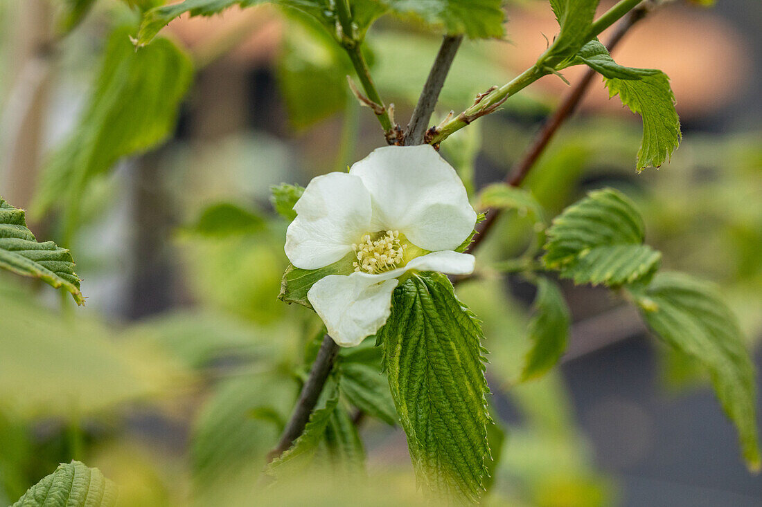 Rhodotypos scandens