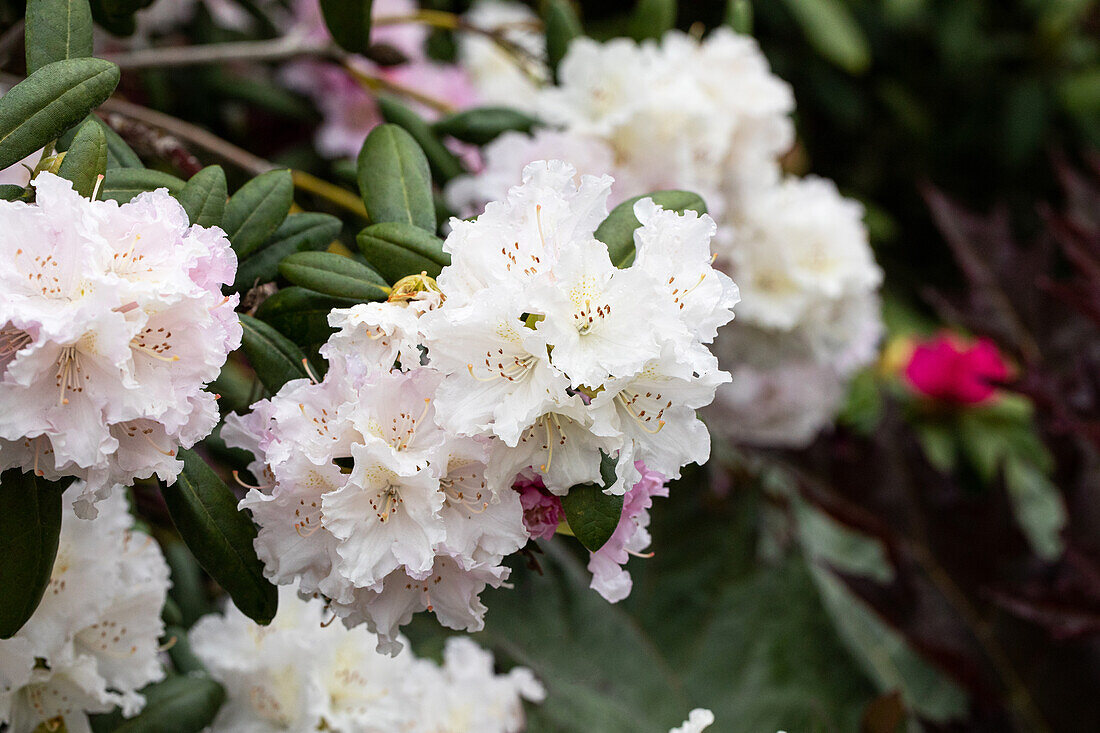 Rhododendron yakushimanum 'Schneewolke'