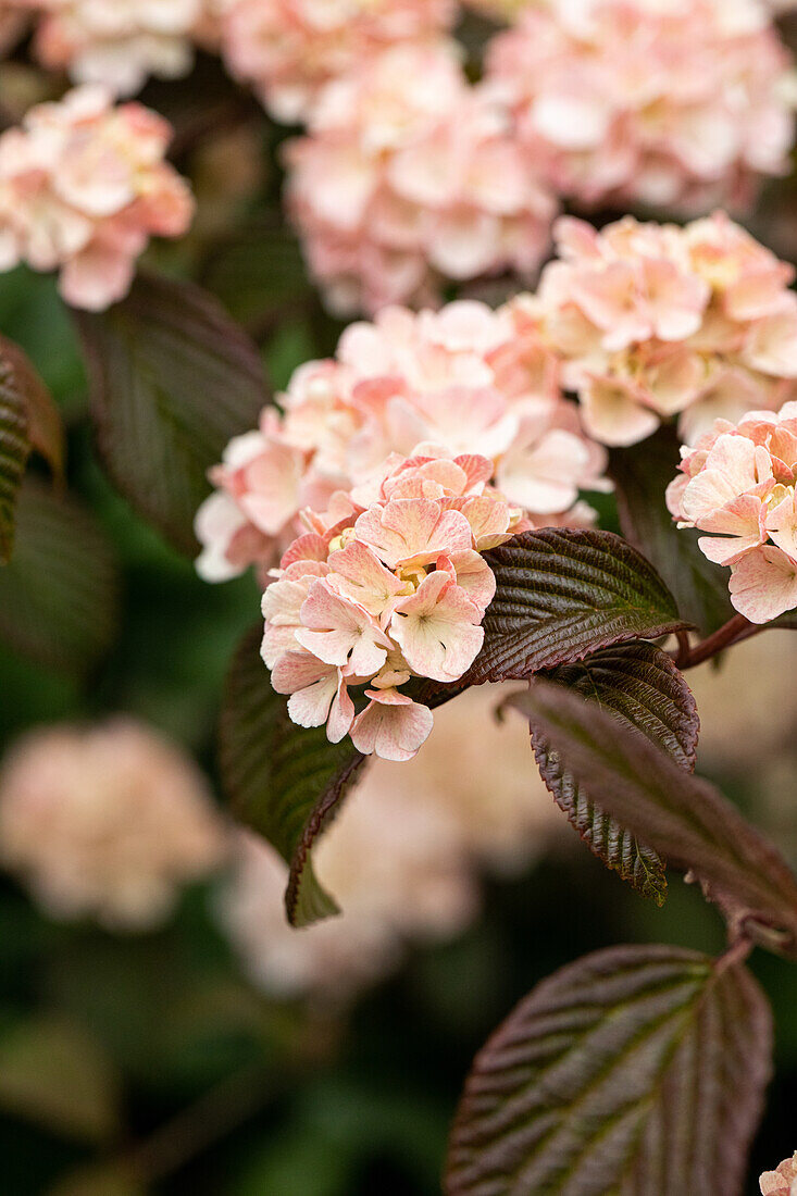 Viburnum plicatum 'Mary Milton'