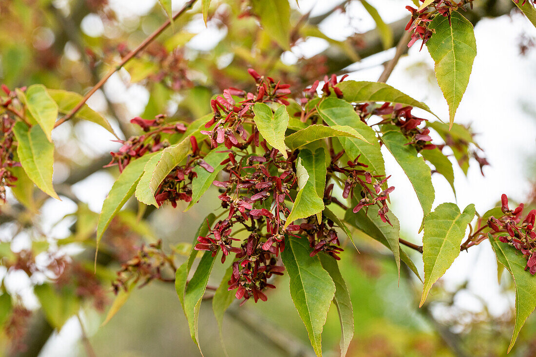 Acer davidii 'Serpentine'