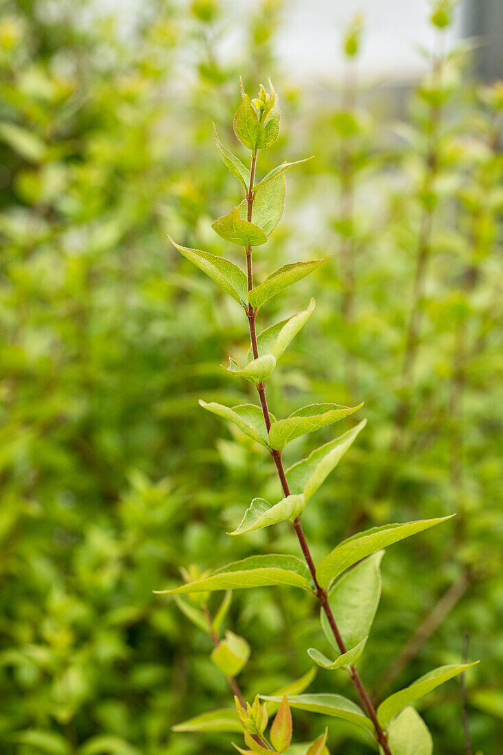 Abelia chinensis