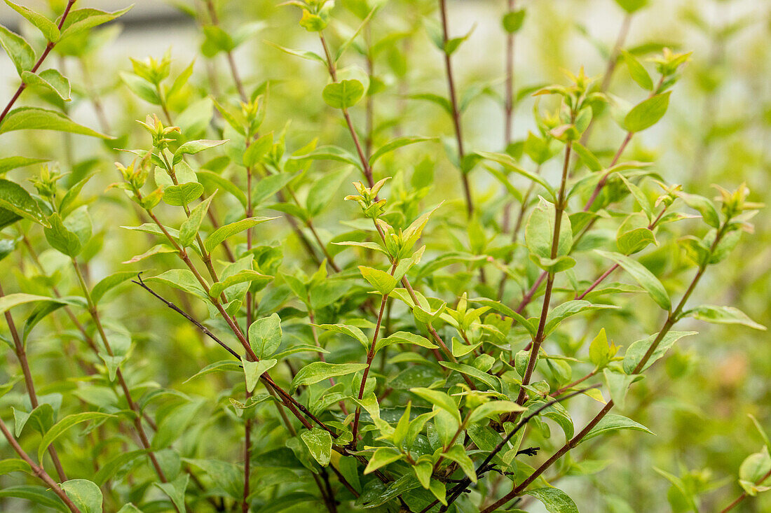 Abelia chinensis