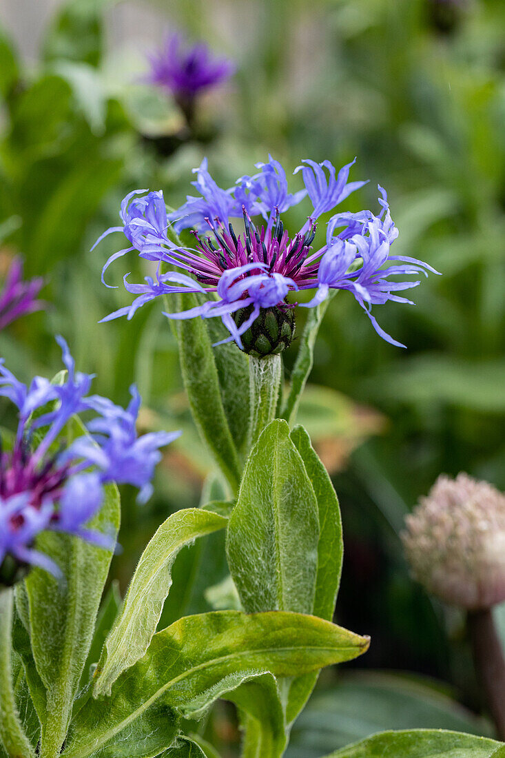 Centaurea montana