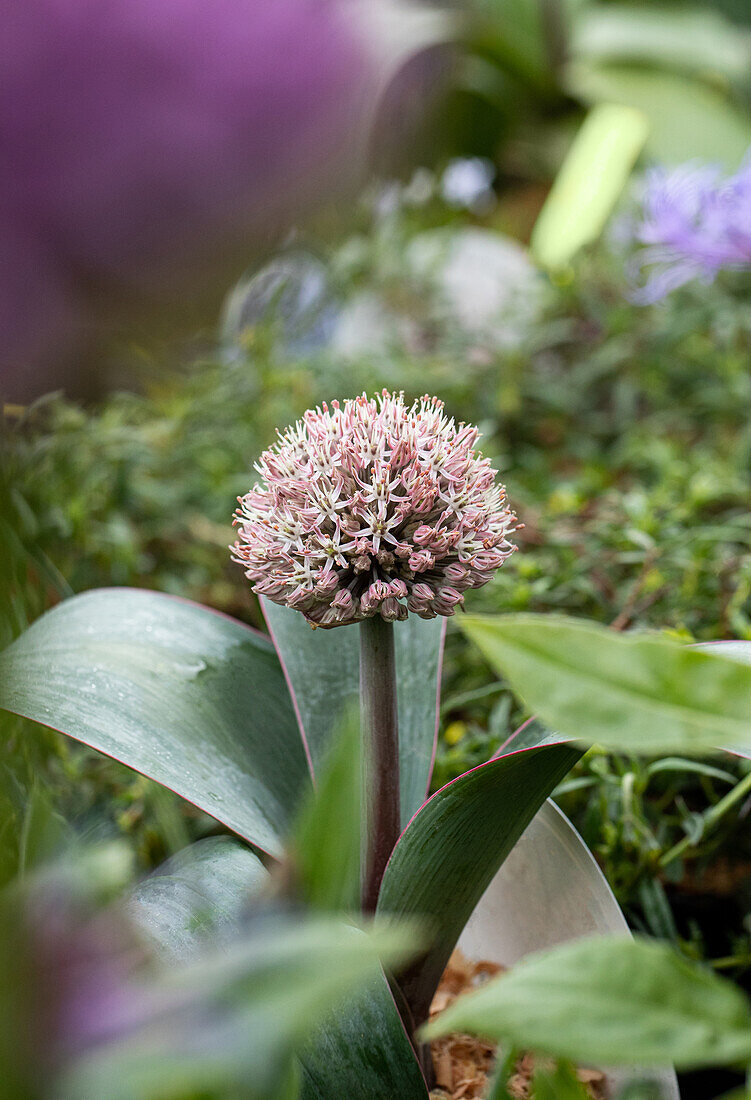 Allium karataviense