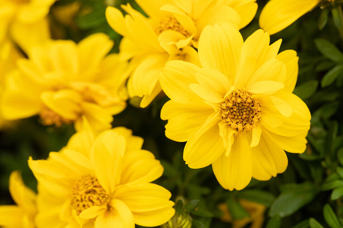 Bidens ferulifolia 'Giant™ Double Improved'