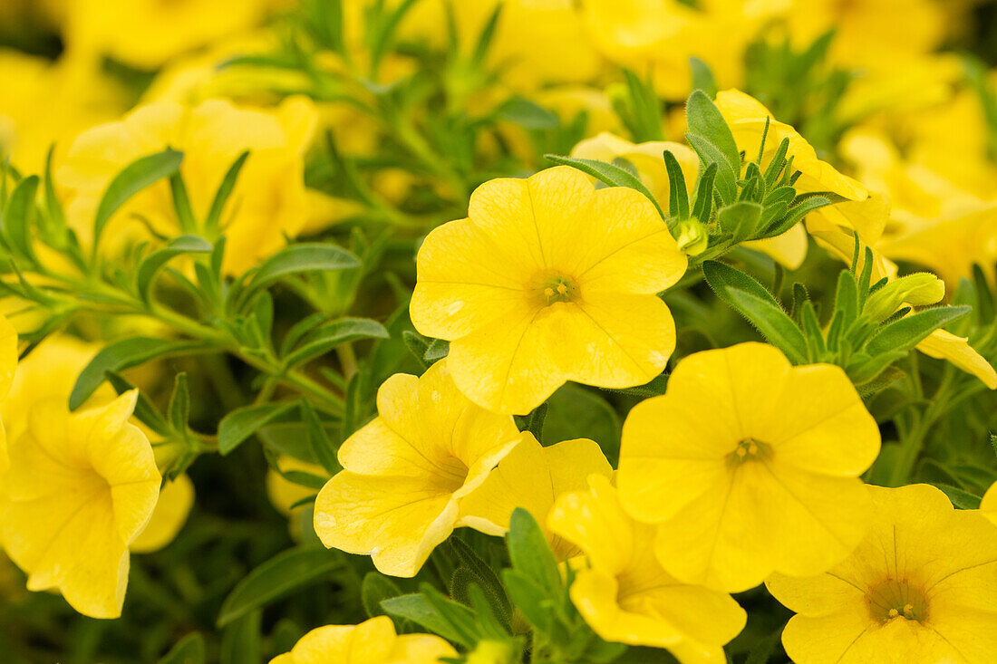 Calibrachoa 'Calibasket™ Yellow'