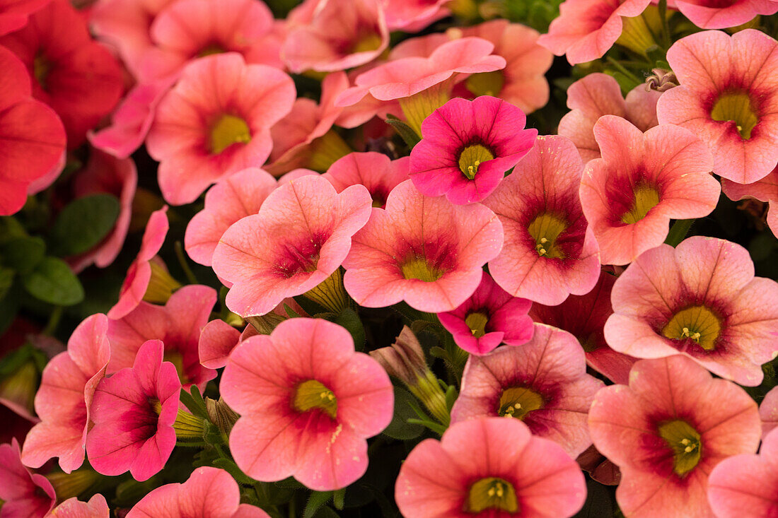 Calibrachoa 'Calitastic™ Strawberry'