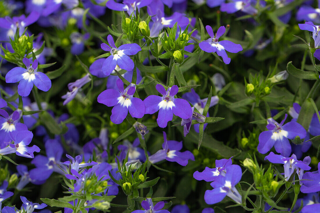 Lobelia erinus 'Hot® Giant Blue'