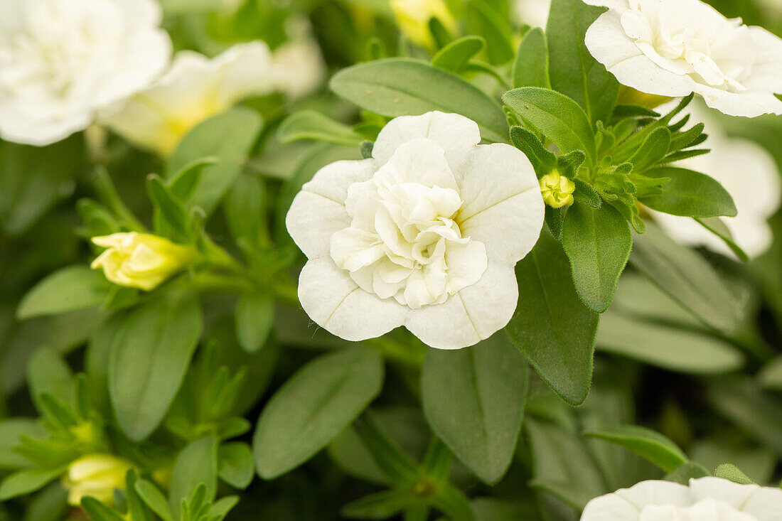 Calibrachoa 'Celebration® Double White Improved'