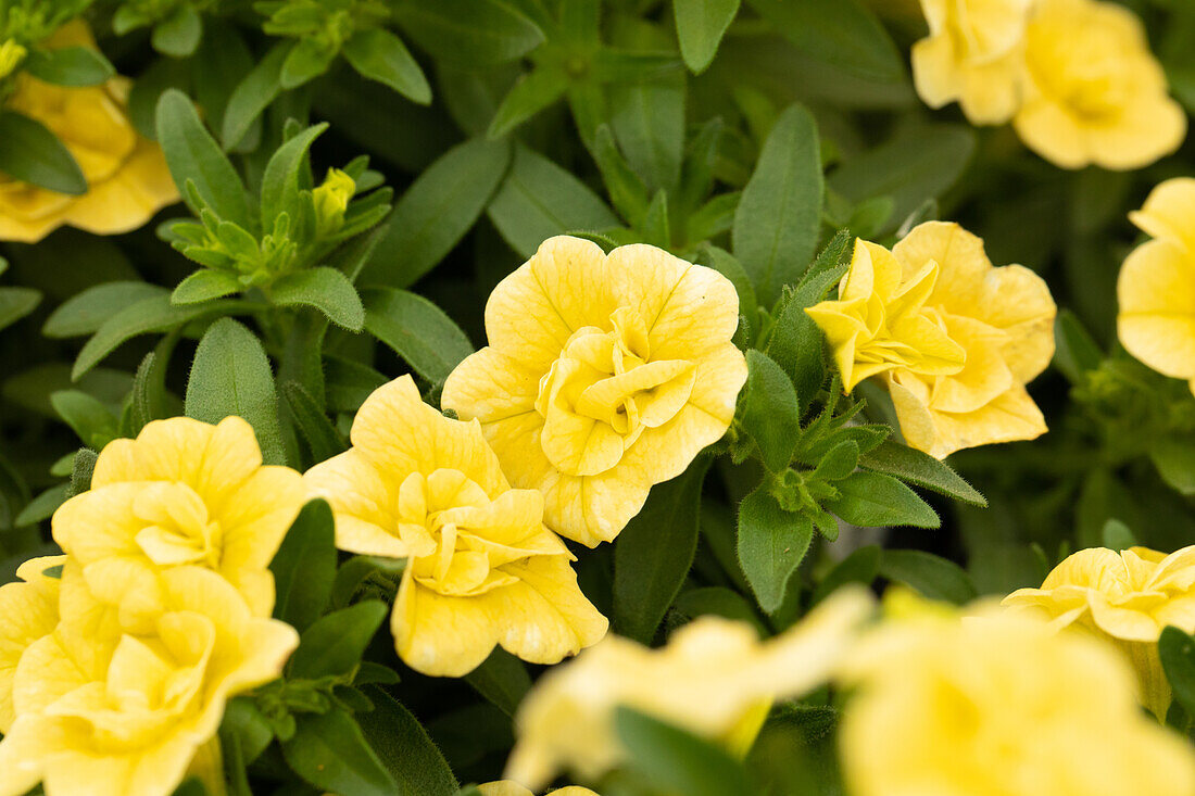 Calibrachoa 'Celebration® Double Lemon'