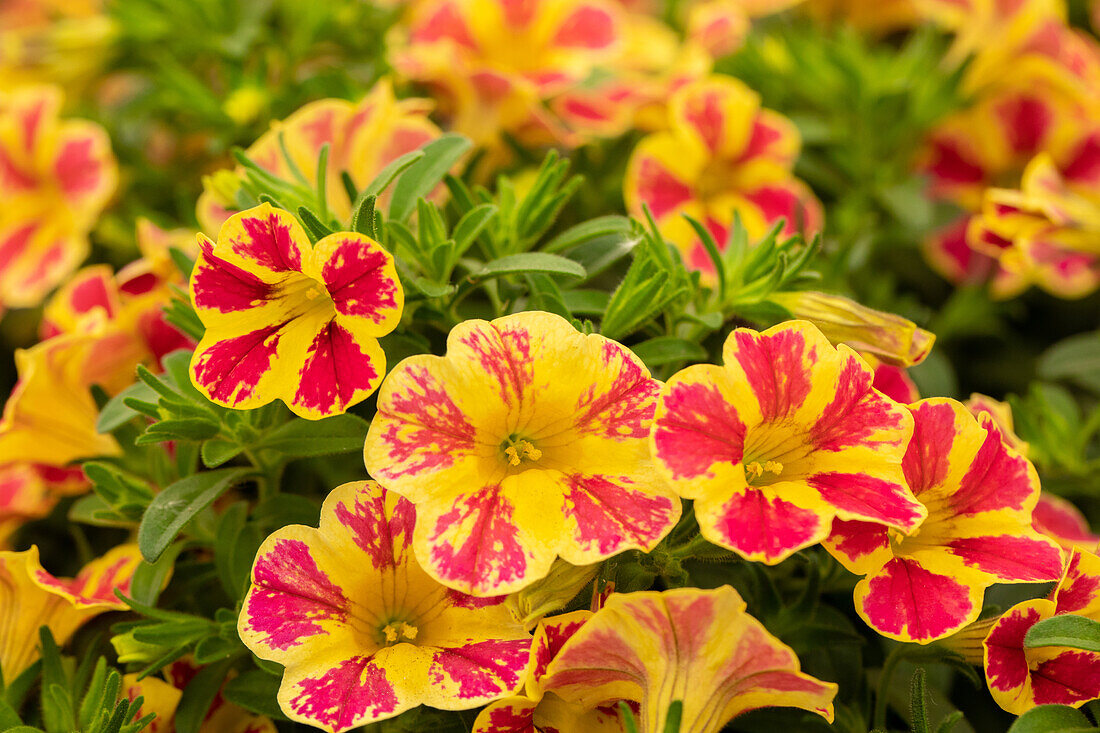 Calibrachoa 'Candy Shop Candy Bouquet'