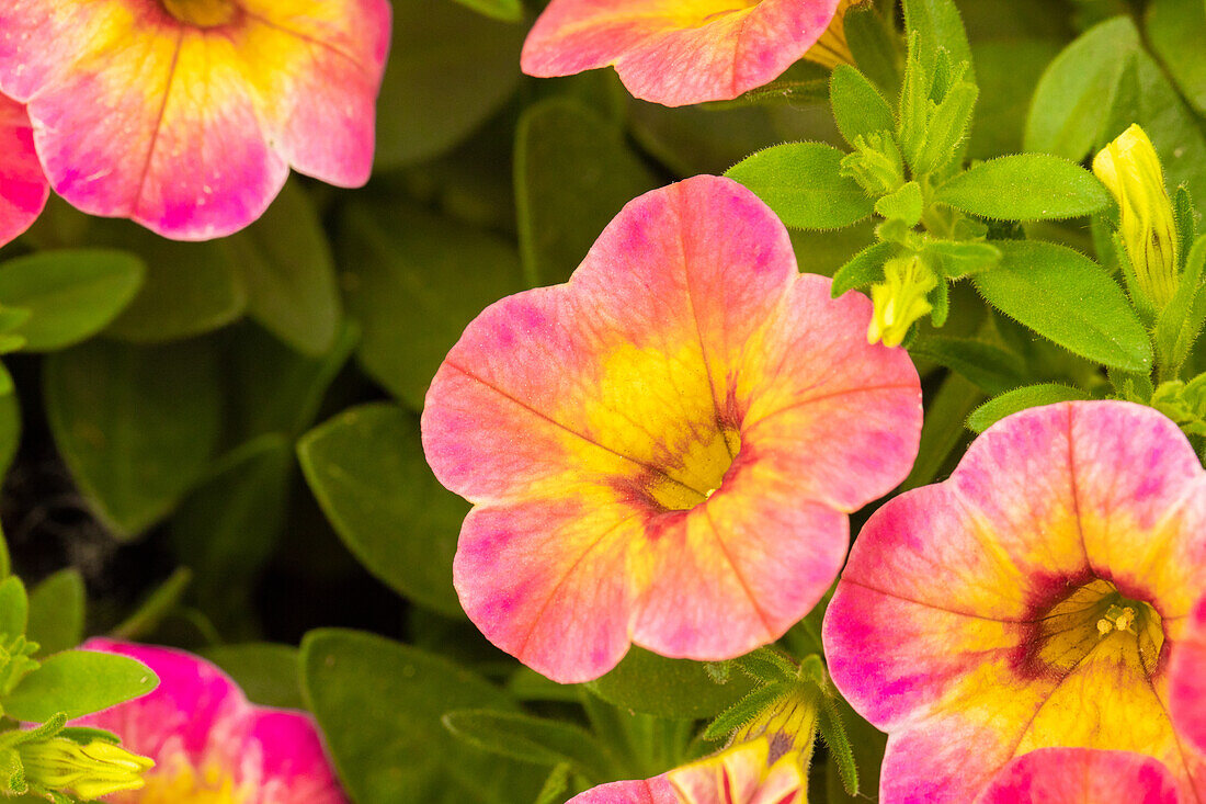 Calibrachoa 'Chameleon® Tart Deco'