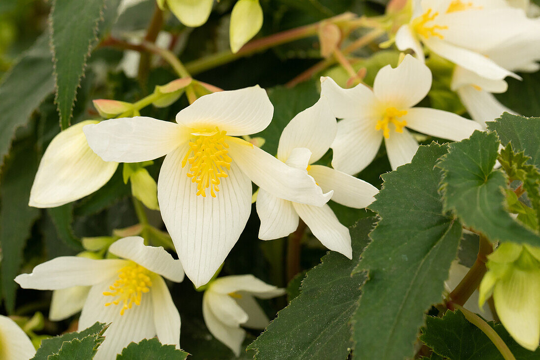 Begonia boliviensis 'Shine Bright™ White'