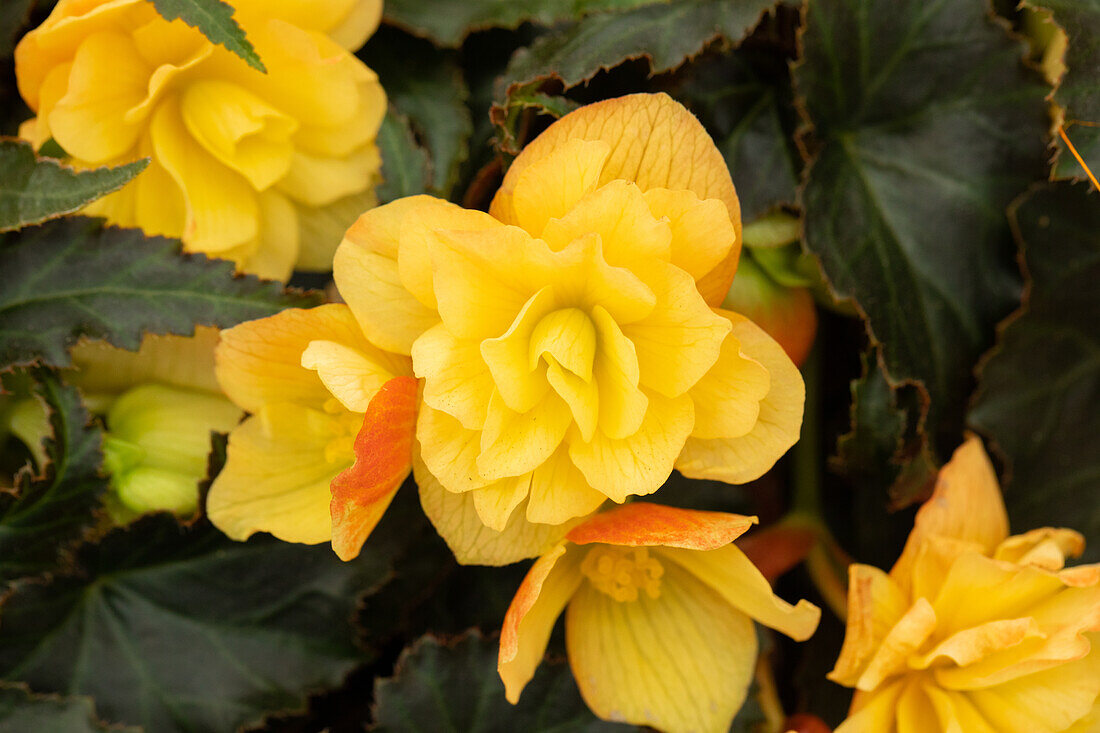 Begonia x tuberhybrida 'Riseup™ Aloha Gold'