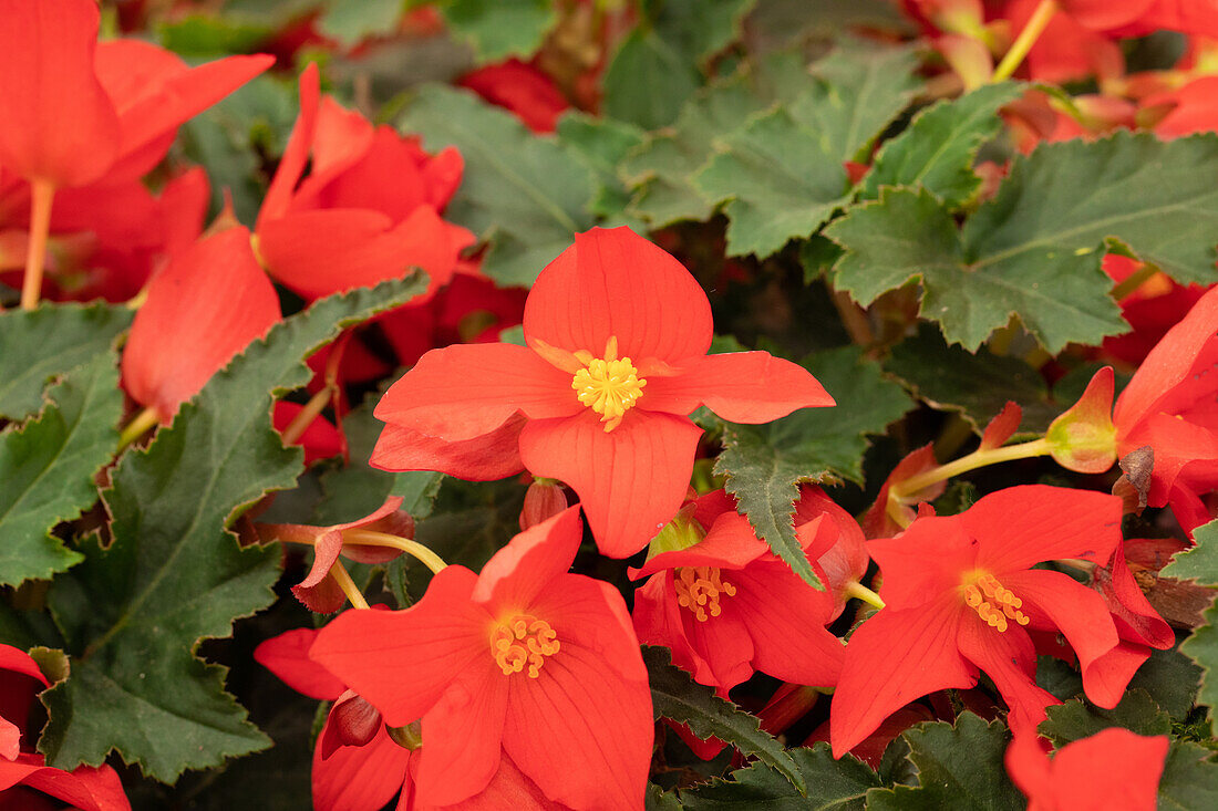 Begonia boliviensis 'Shine Bright™ Red'