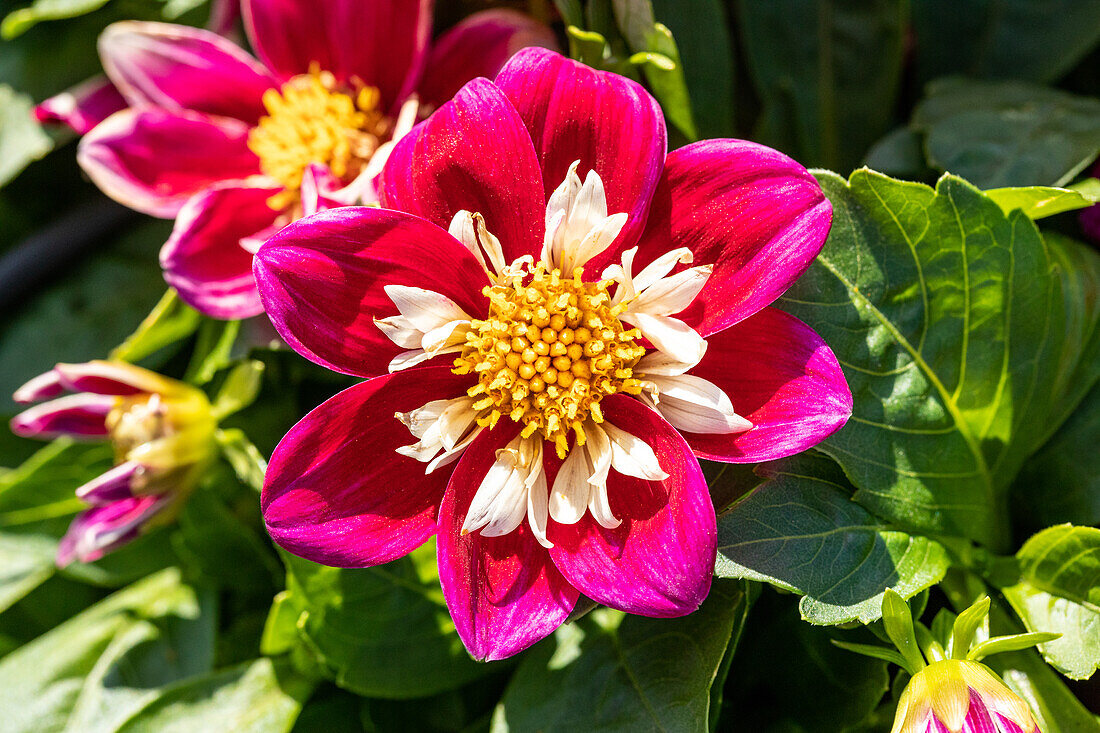 Dahlia x hortensis, bicoloured