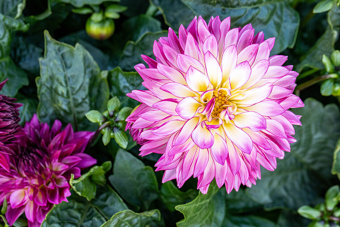 Dahlia x hortensis, weiß-rosa