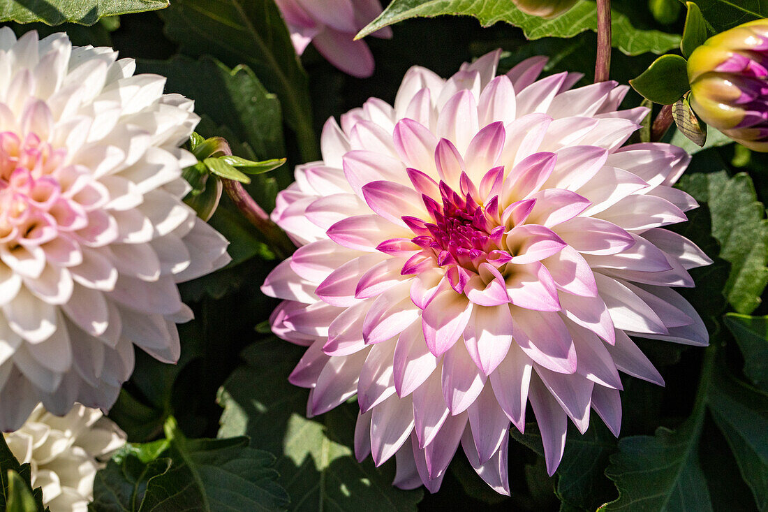 Dahlia x hortensis, weiß-rosa