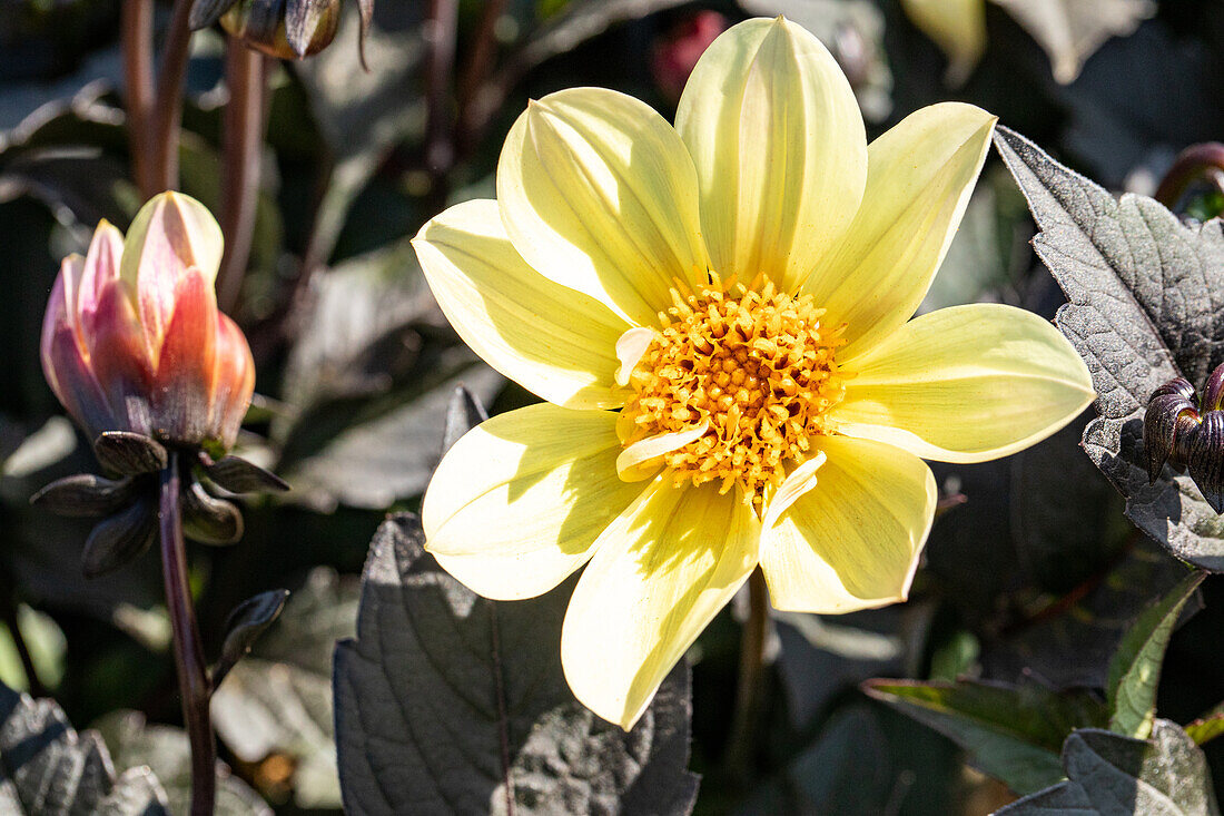 Dahlia x hortensis, light yellow