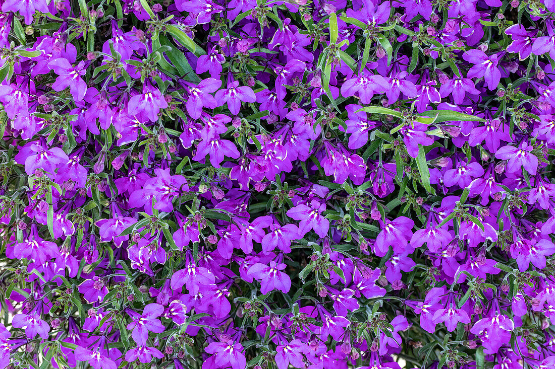Lobelia erinus, violet