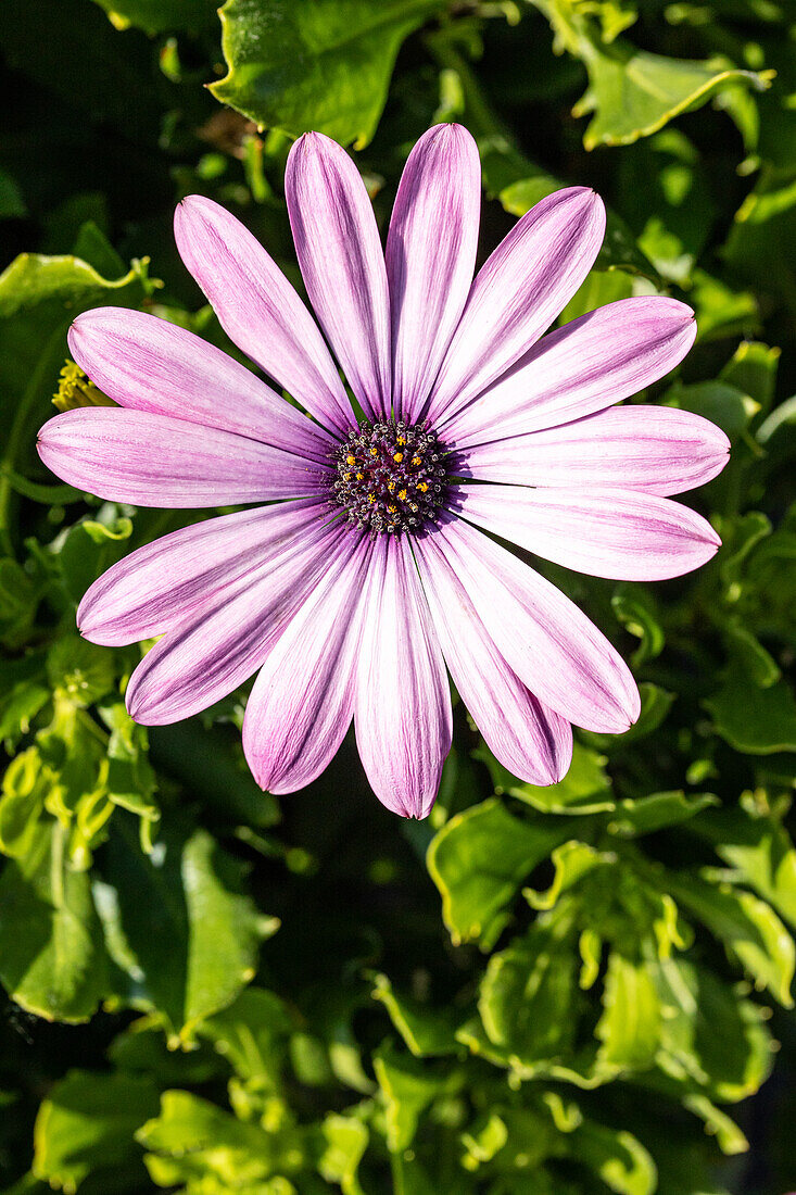 Osteospermum ecklonis