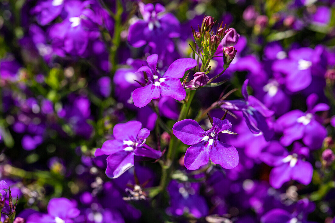 Lobelia erinus, violet