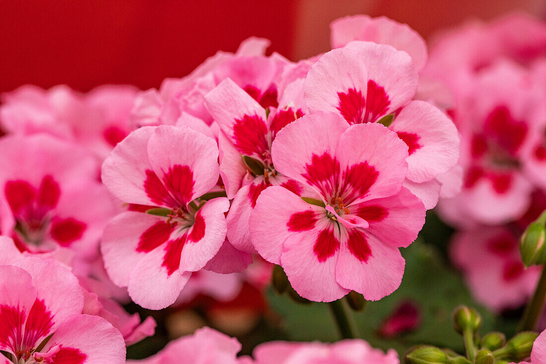 Pelargonium interspecific, pink-red