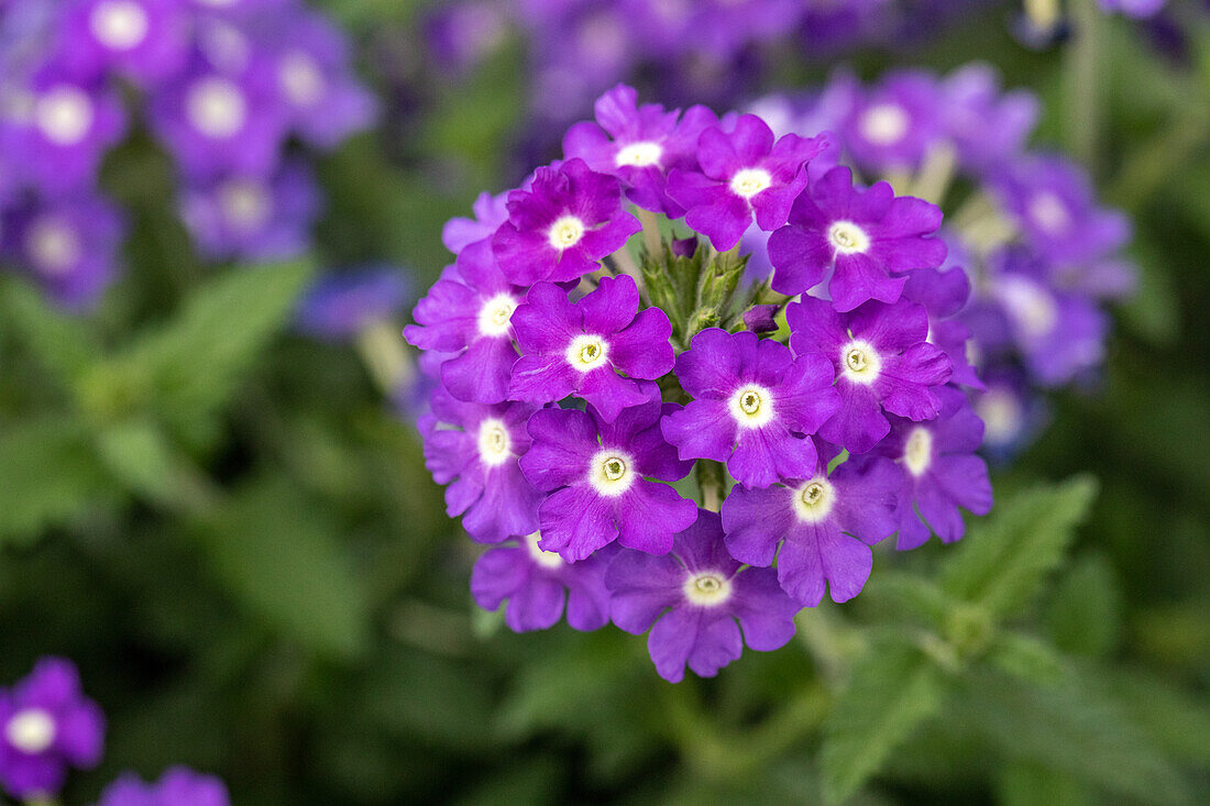Verbena, violett
