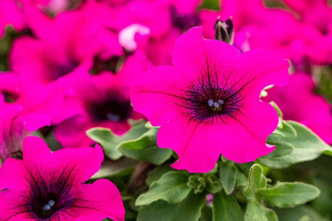 Petunia, pink