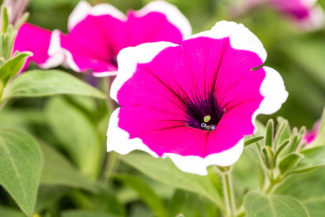 Petunia, pink-weiß