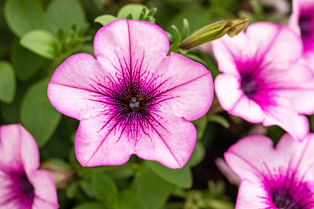 Petunia, rosa