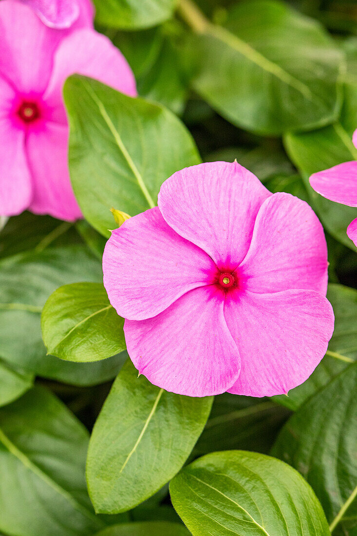 Catharanthus roseus (Vinca)