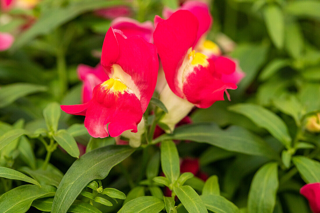 Antirrhinum majus, pink