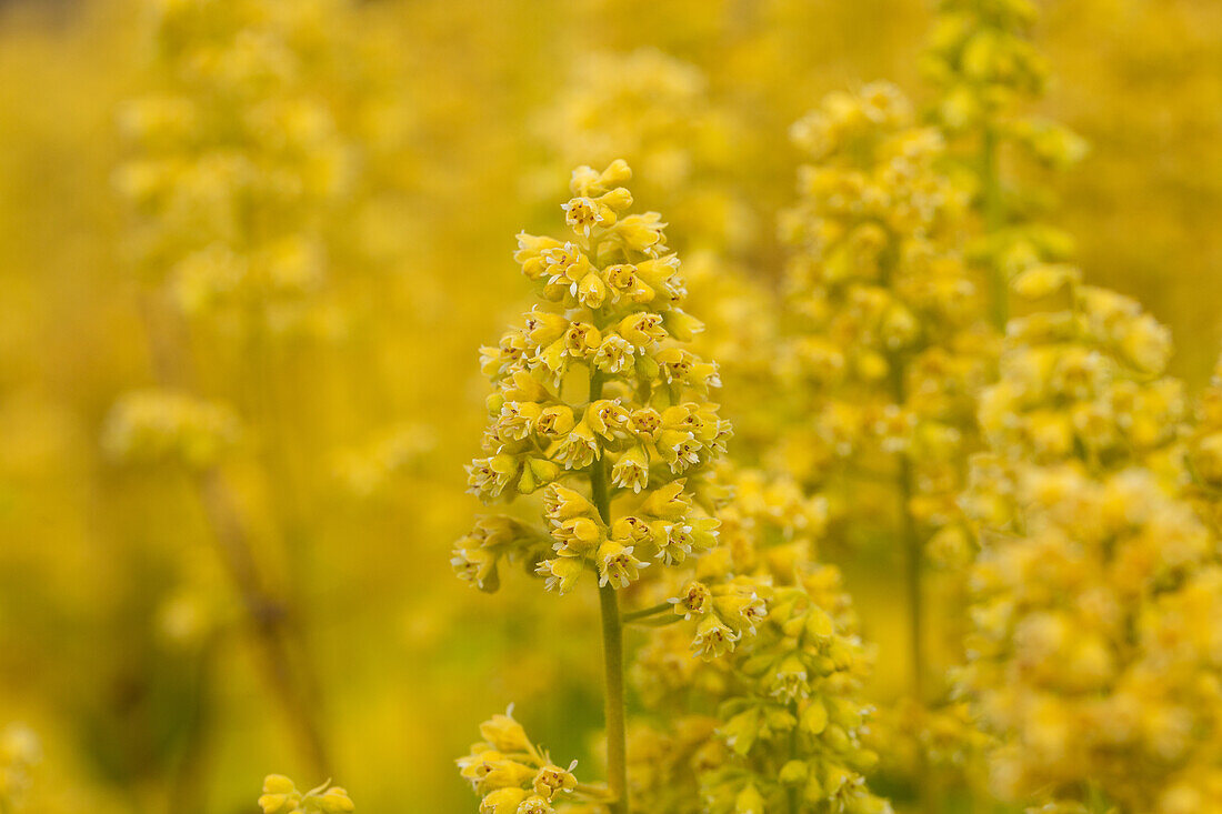 Heuchera Little Cuties 'Blondie in Lime'