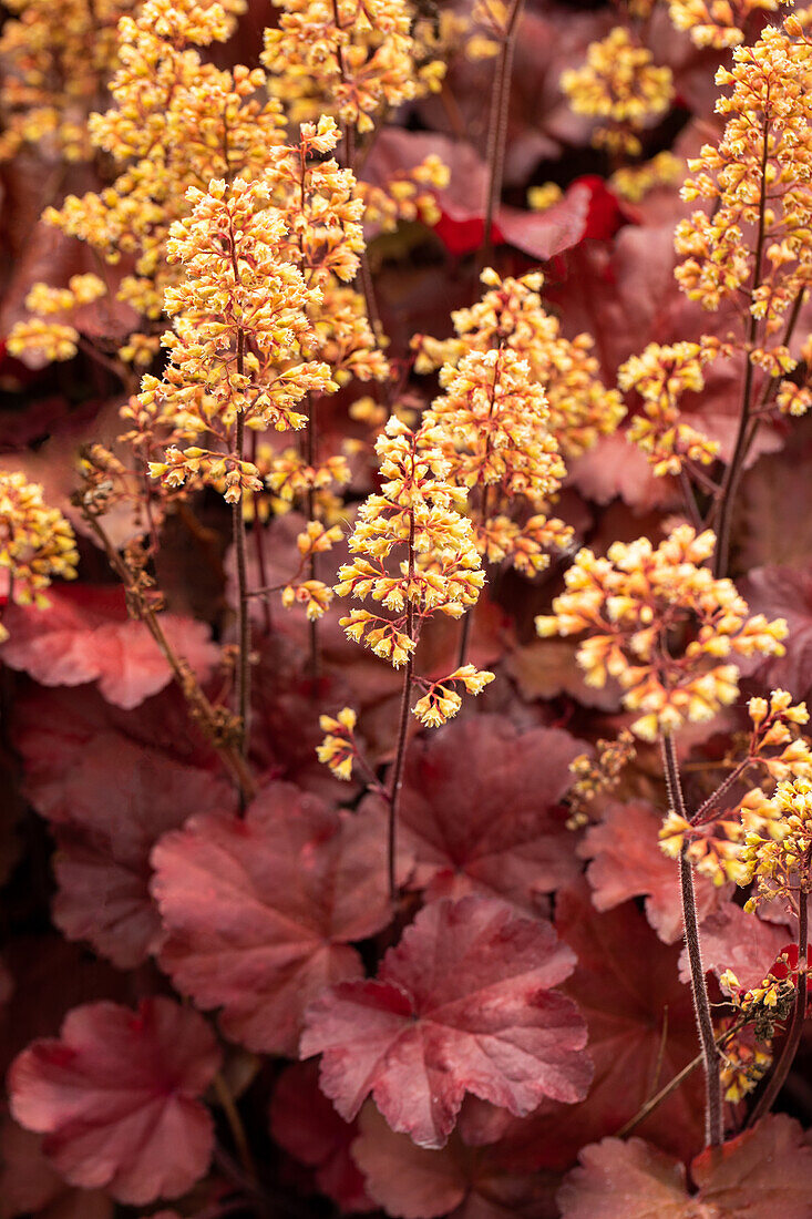 Heuchera Little Cuties 'Blondie'