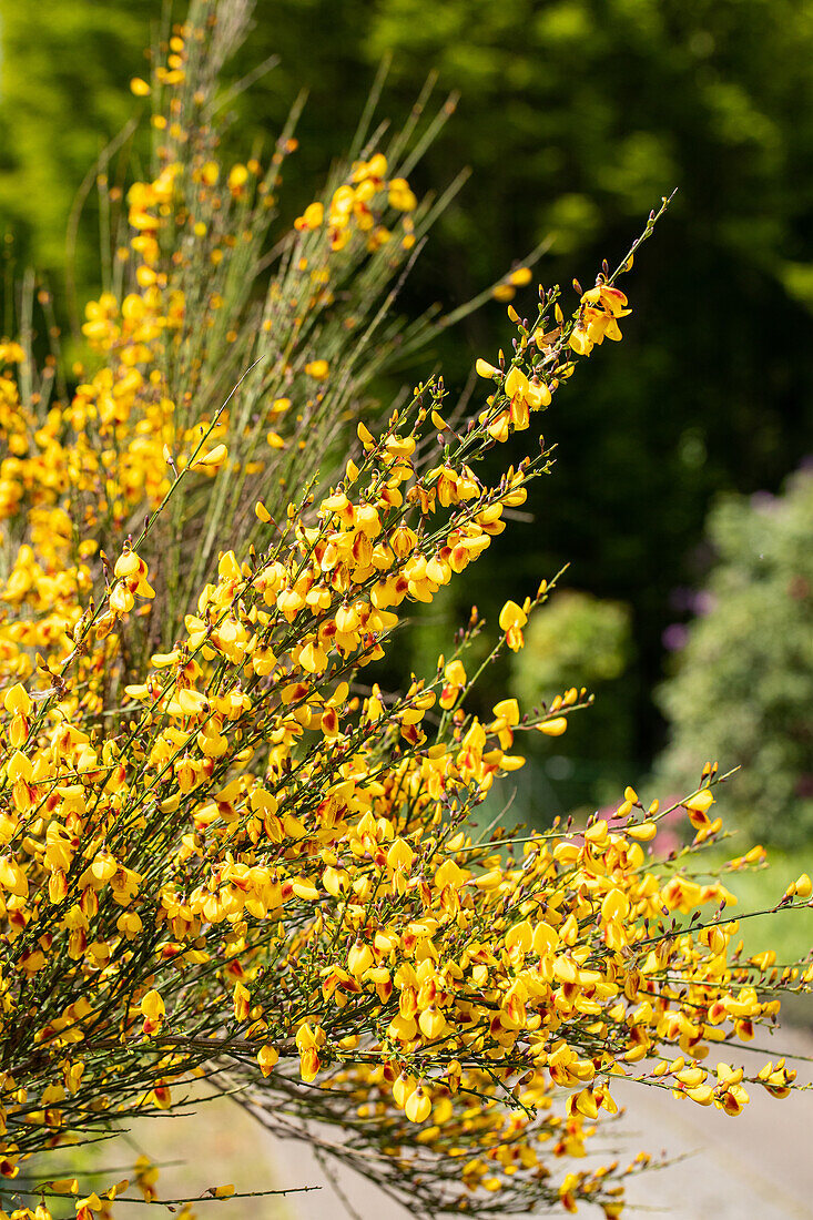 Cytisus scoparius 'Jessica'