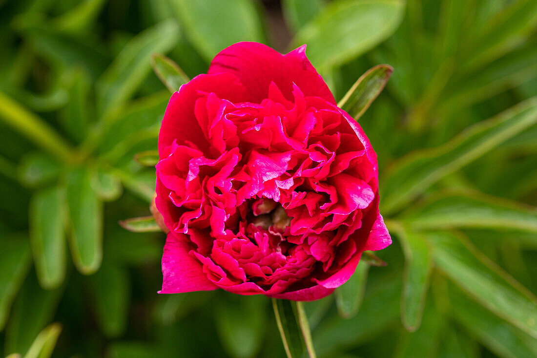 Paeonia lactiflora