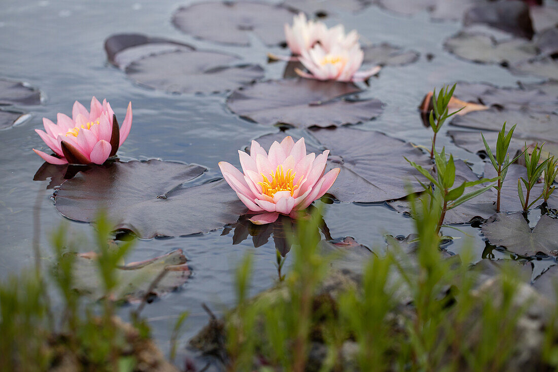 Nymphaea, rosa