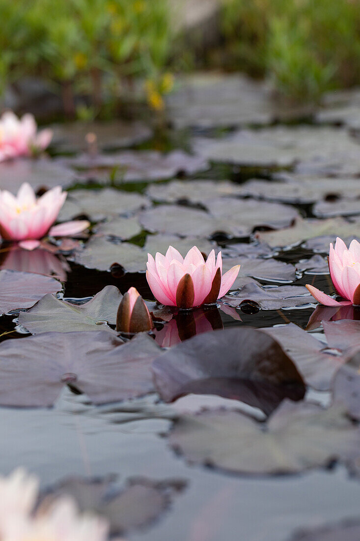 Nymphaea, pink