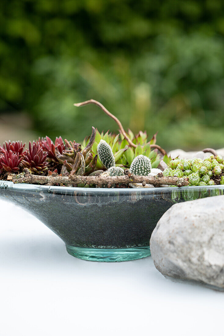 Succulent dish