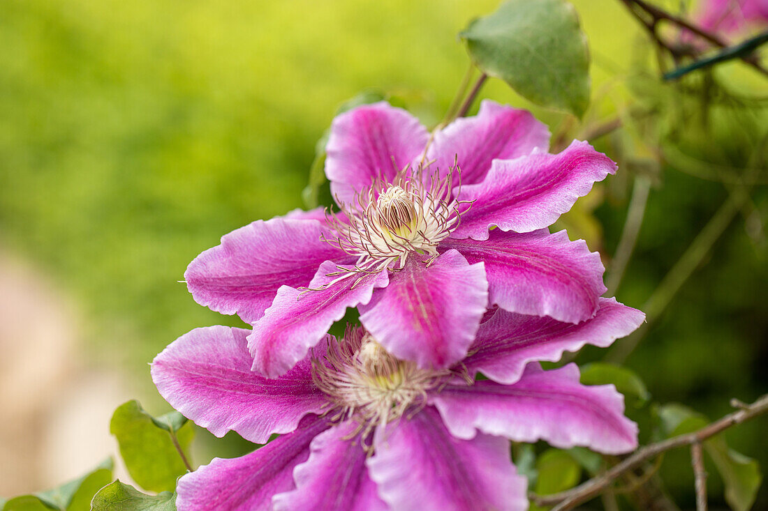 Clematis 'Dr. Ruppel'