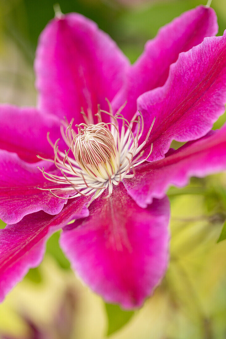 Clematis 'Dr. Ruppel'