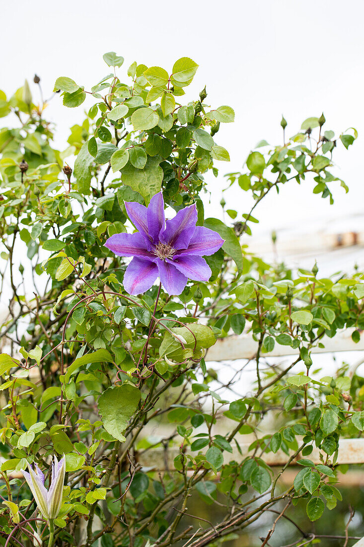 Clematis als Rosenbegleitpflanze