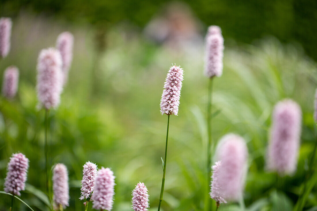 Bistorta officinalis 'Superba'