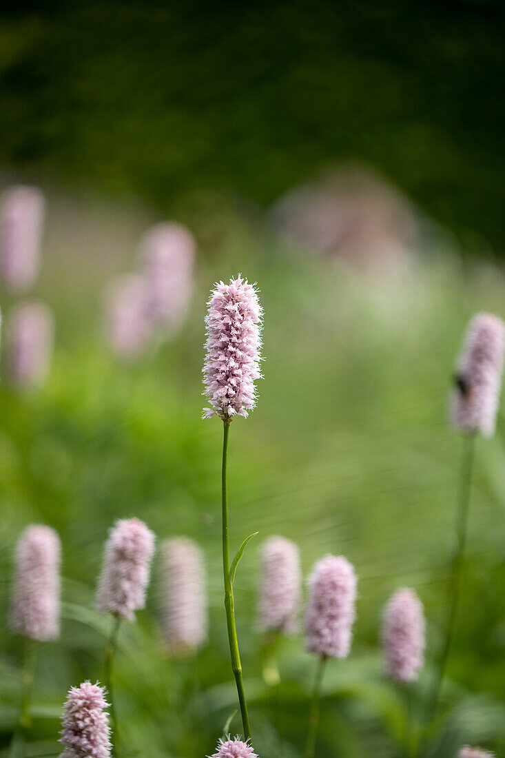 Bistorta officinalis 'Superba'