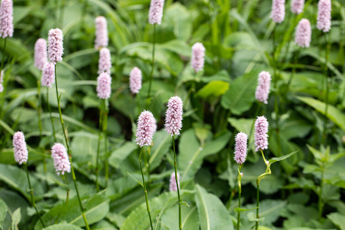 Bistorta officinalis 'Superba'