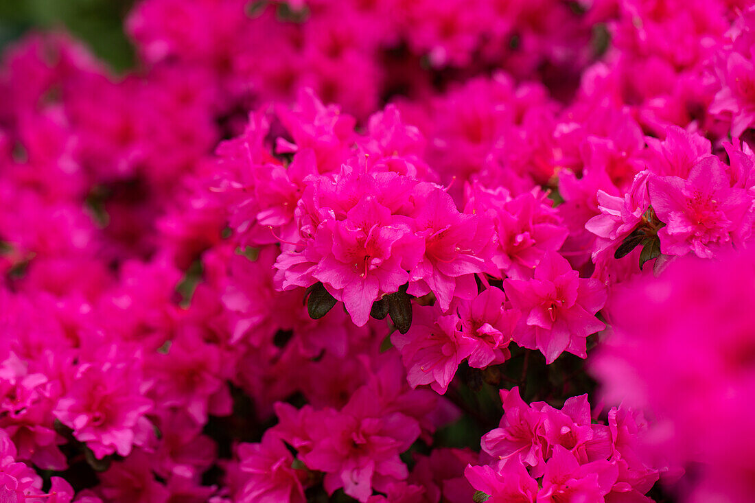 Rhododendron obtusum 'Melina'