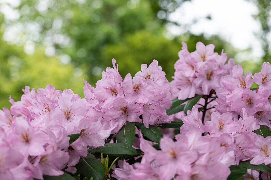 Rhododendron 'Paola'