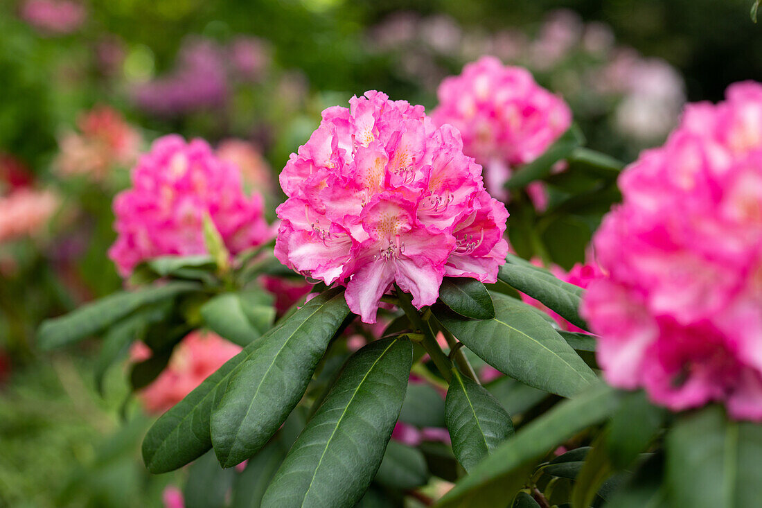 Rhododendron 'Graf Zeppelin'